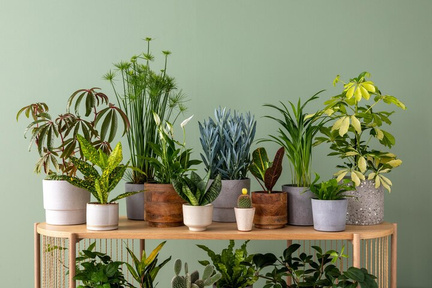Various indoor plant